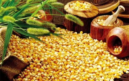 احتمال رانت ۱۶۰۰میلیاردی از ترخیص بی‌اجازه ذرت