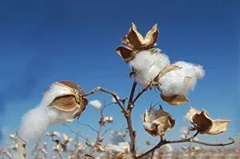 کاهش ۷۵درصدی سطح زیرکشت پنبه در ۱۴سال