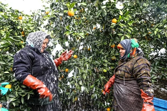 تحویل گرفتن ۲۵۰۰ تن پرتقال از باغداران مازندران