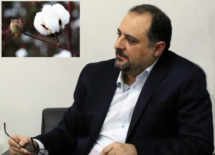تامین ۵۰درصد پنبه مورد نیاز صنایع نساجی از تولید داخلی