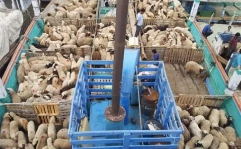 دومین کشتی حامل دام زنده در بندر چابهار پهلو گرفت