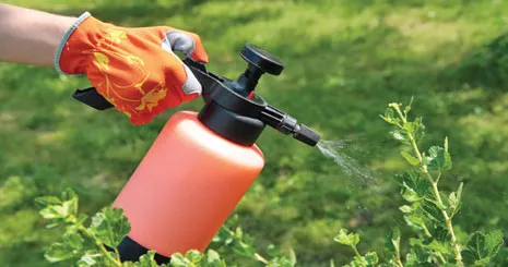 خروج 16میلیون دلار ارز برای واردات حشره کش