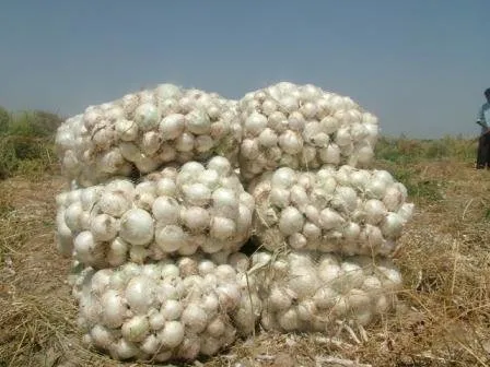پیاز ارزان شد