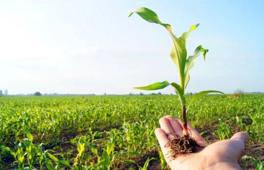 جزئیات سرمایه‌گذاری برای کشت فراسرزمینی در غنا