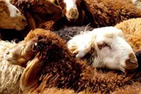 ذبح دام در مکان های بهداشتی ضروری است