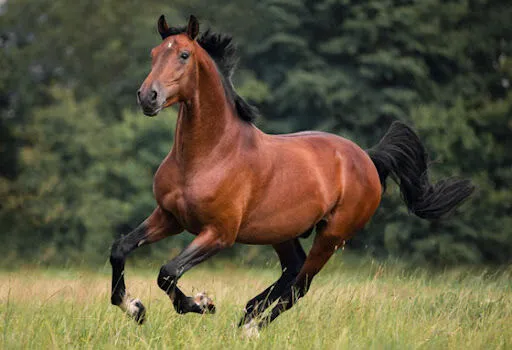 وحشت یک اسب وقتی افسارش به زین موتورسیکلت گیر کرد + فیلم