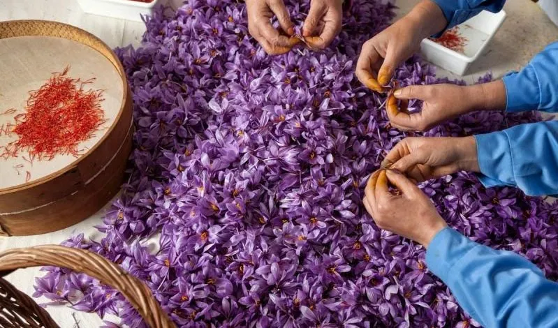 تولید زعفران ۵۰ درصد کاهش یافت