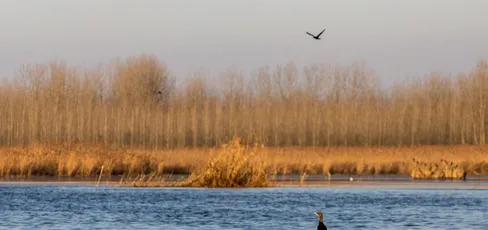 اقدام ضد‌محیط‌زیستی در احیای تالاب انزلی