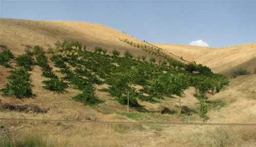 توصیه‌های پنج روزه هواشناسی کشاورزی