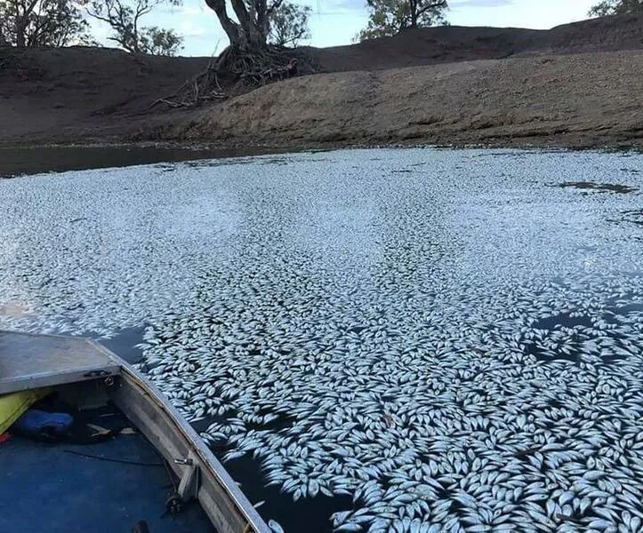مرگ هزاران ماهی در اثر خشکسالی +عکس