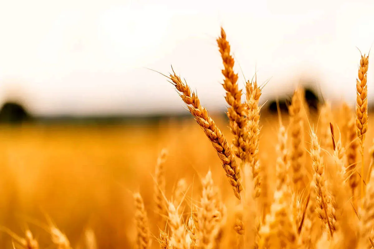 خبر خوب برای کشاورزان درباره اعلام قیمت خرید تضمینی گندم