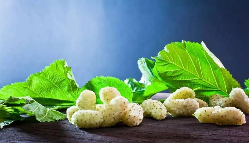این میوه کوچک و خوشمزه عمرتان را زیاد می‌کند