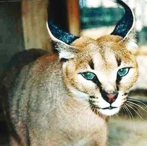 معمای هیولای جگرخوار