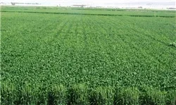 محدودیت آبی مانع کشت ذرت دانه&zwnj;ای