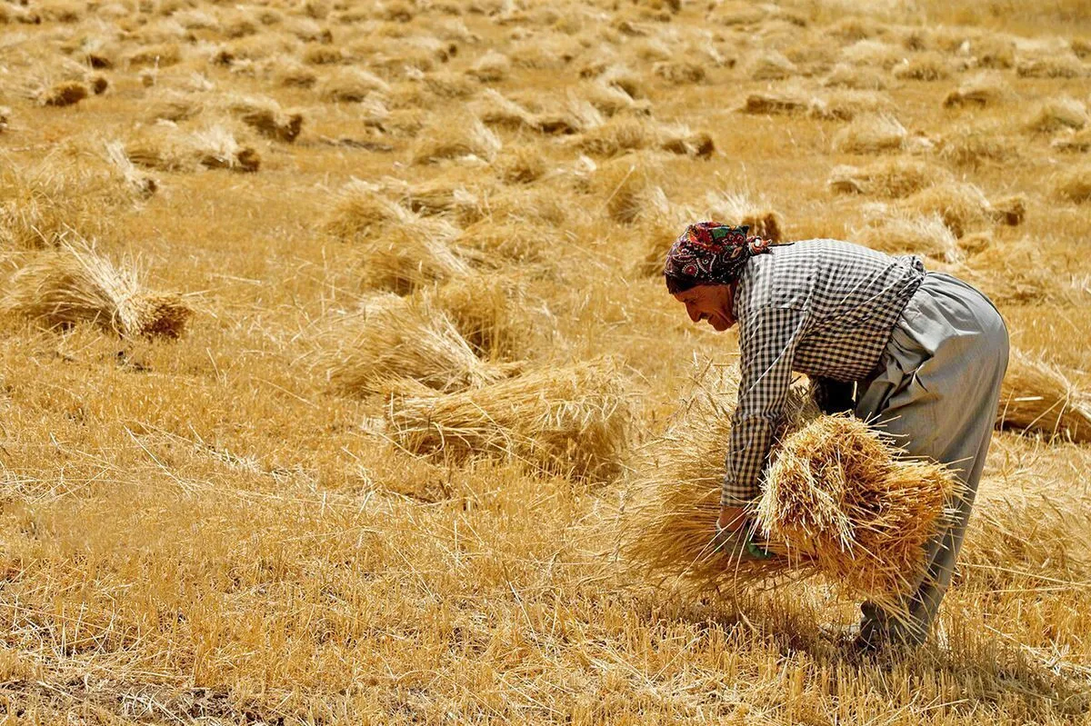 قیمت‌گذاری گندم به هفته آینده موکول شد