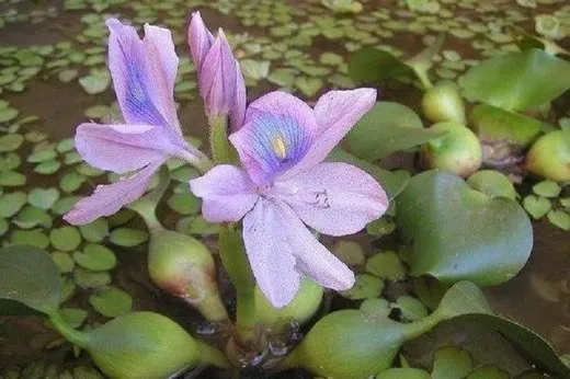 خرید، فروش و حتی پرورش این گل زیبا ممنوع شد!