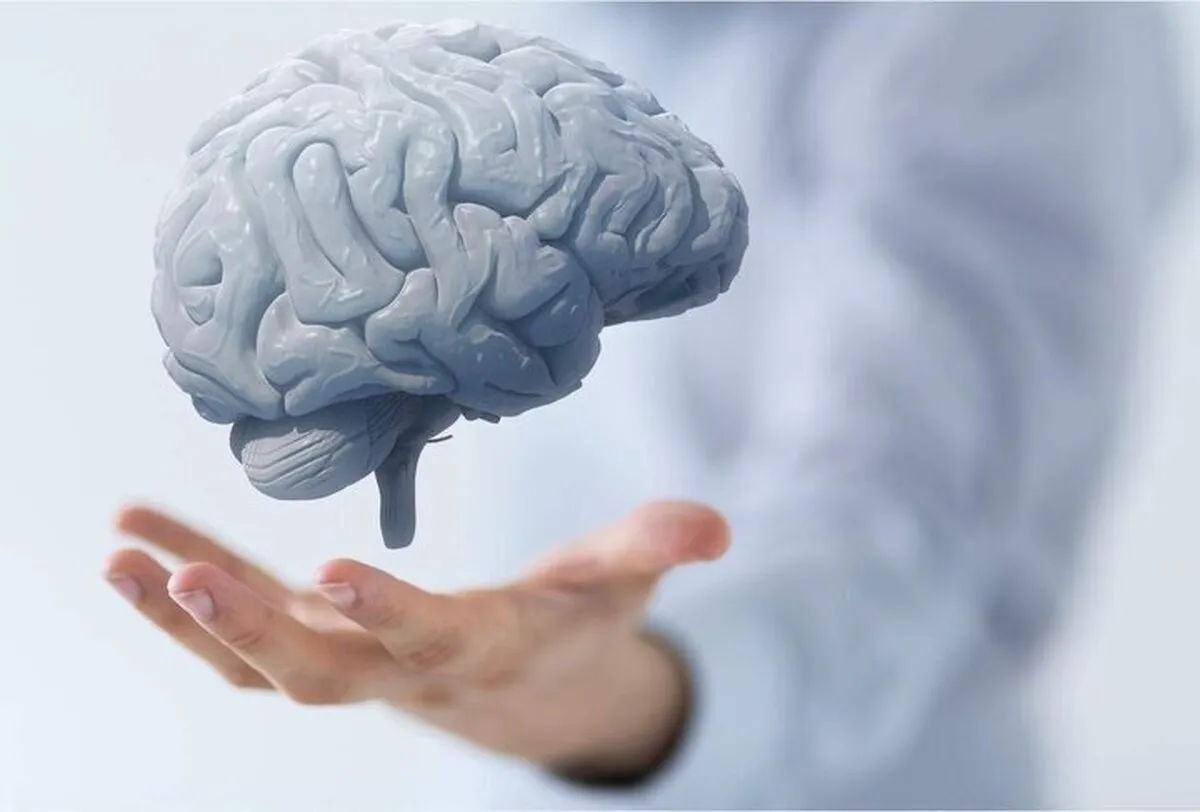 ۴ ماده غذایی برای پیشگیری از پیری مغز