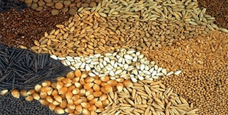 افزایش قیمت خوراک دام در بازارهای جهانی