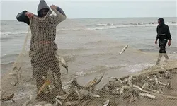 روند کاهش صید کیلکا ماهیان دریای‌خزر