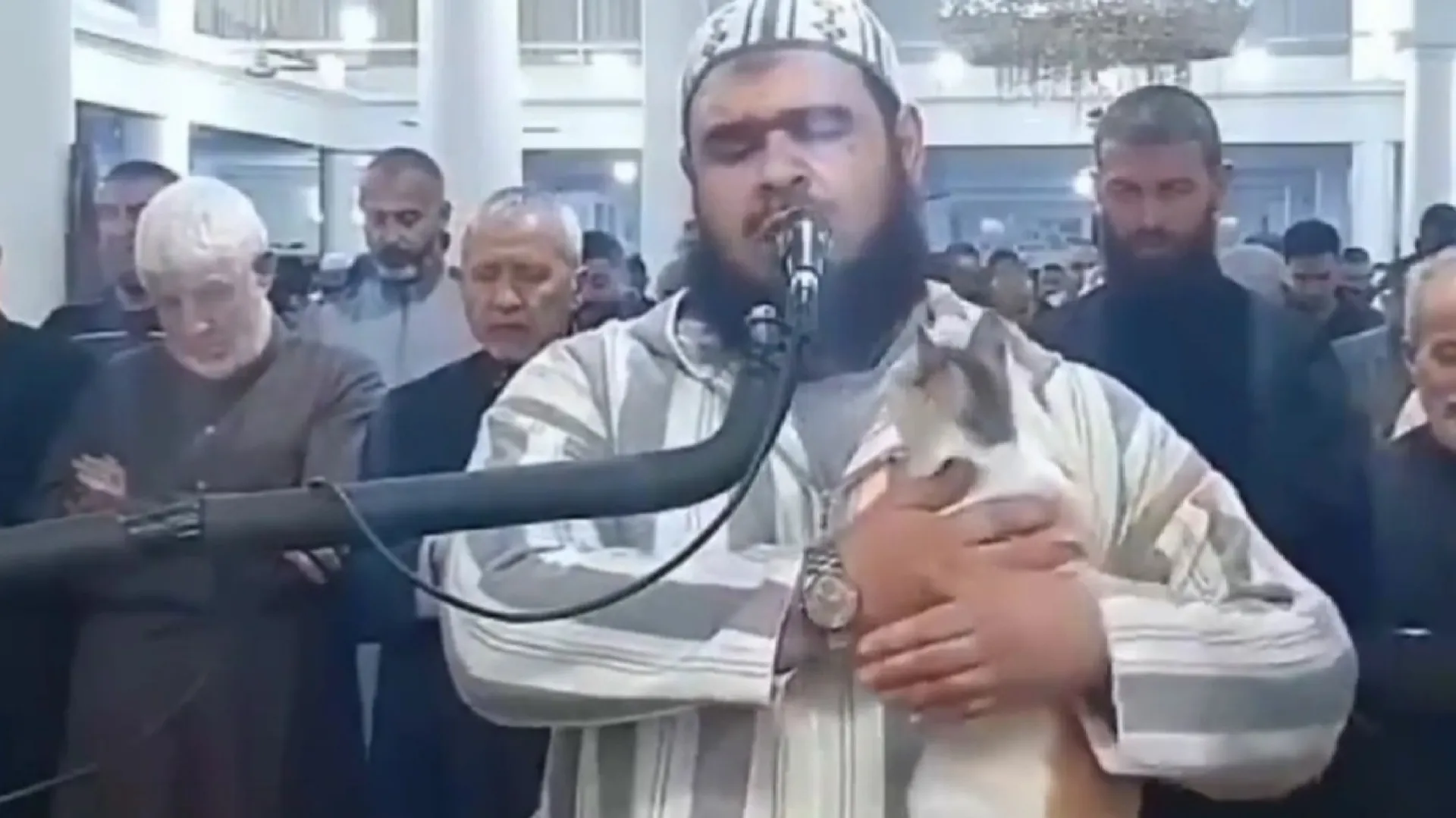 بازیگوشی یک گربه در نماز جماعت یک مسجد  + فیلم