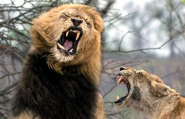 کتک خوردن سلطان از همسرش! +تصاویر