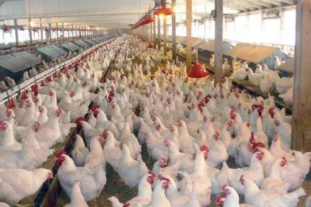 آنفلوآنزا هنوز به گوشت مرغ نرسیده است/ مرغداران پنهان‌کاری نکنند