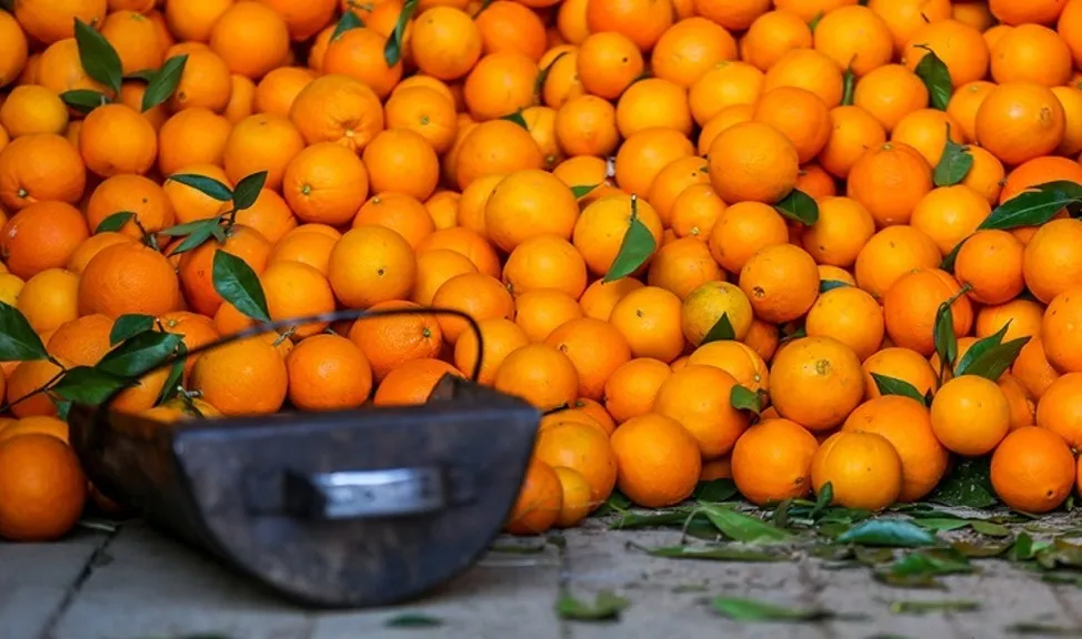 روشی جالب برای چیدن پرتغال ها در اسپانیا + فیلم