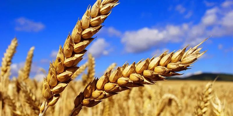 عرضه هشت هزار تن گندم خوراکی و دوروم در تالار صنعتی