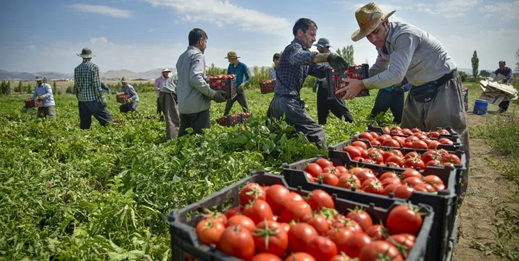 واردات سیب و گوجه فرنگی از آذربایجان به روسیه ممنوع شد