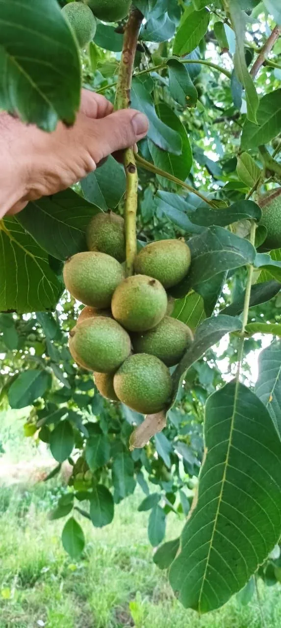 خرید نهال گردو ژنوتیپ ارغوان تیپ ۷ نهالی پربار و زودبازده