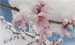 سرمازدگی یک هفته اخیر هزار میلیارد تومان به باغات کشور خسارت زد