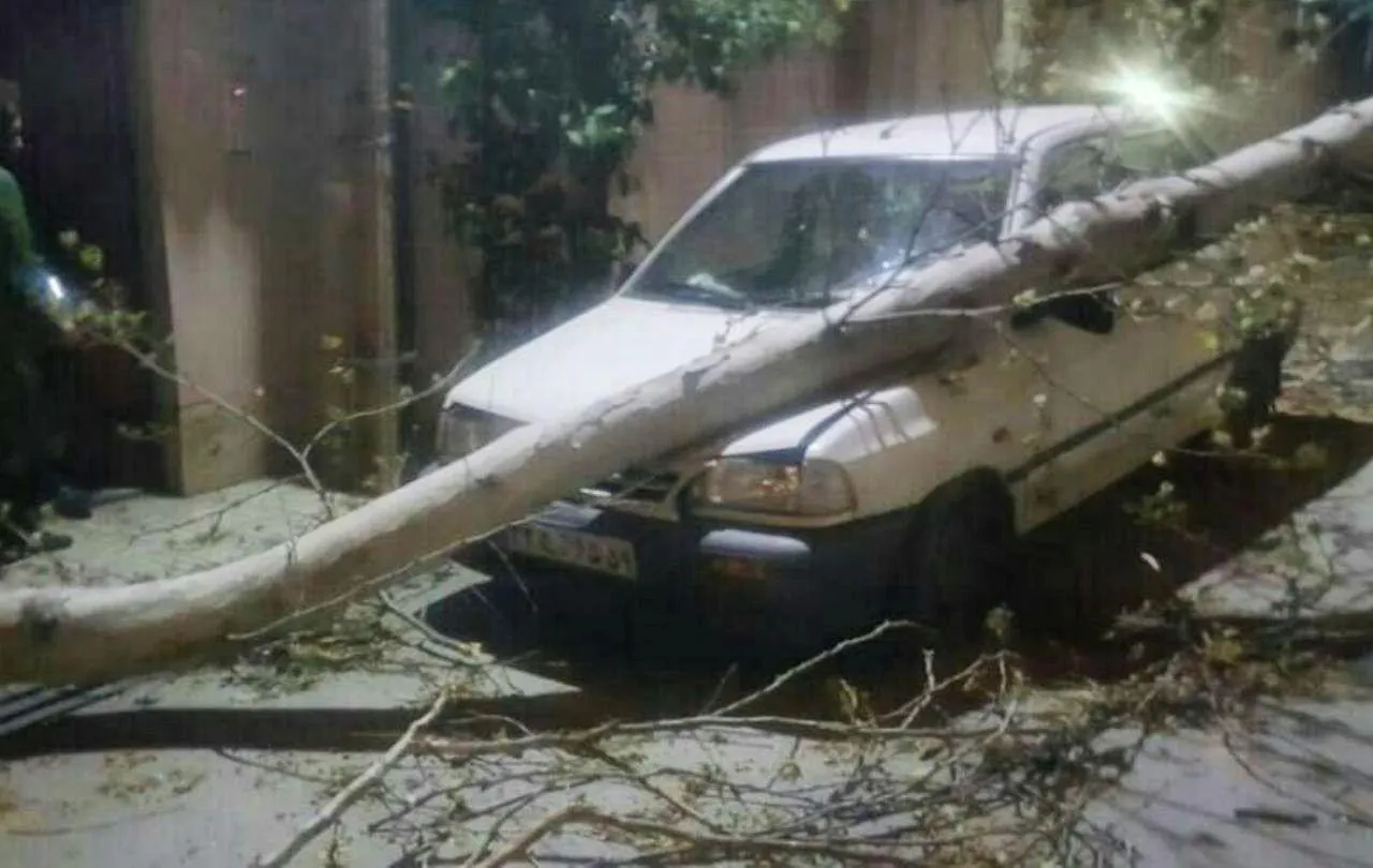 سقوط درخت بر روی خودرو بر اثر طوفان در گرگان +عکس