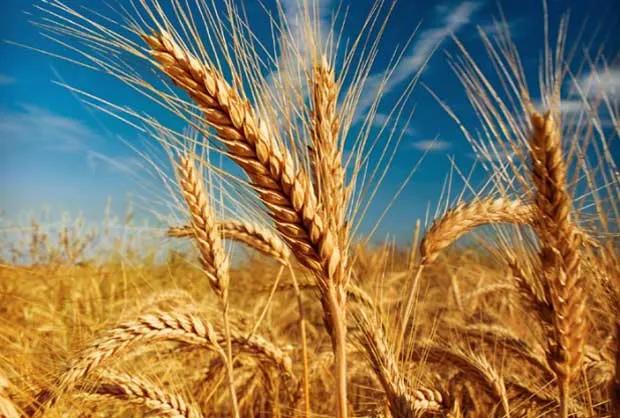 اعلام غیر رسمی قیمت گندم و اعتراض گندم‌کاران