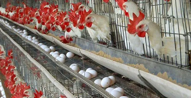 قیمت مصوب تخم مرغ کیلویی ۱۲هزارتومان می‌شود!