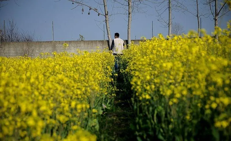 آغاز رسمی کشت پائیزه کلزا در کشور/ افزایش سطح زیر کشت به حداقل ۲۵۰هزار هکتار/ تولید به ۵۰۰هزار تن می‌رسد