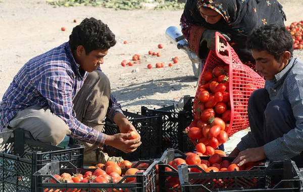 قیمت گوجه‌فرنگی نصف شد