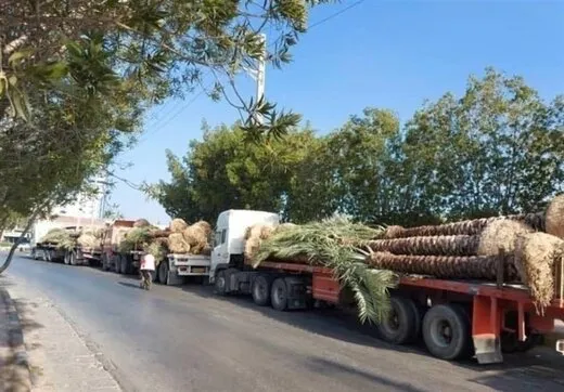 نخل های صادراتی به قطر برگشت خورد!