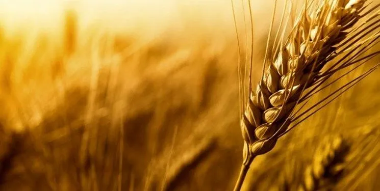 خبر مهم وزارت کشاورزی؛ قیمت خرید تضمینی گندم مشخص شد