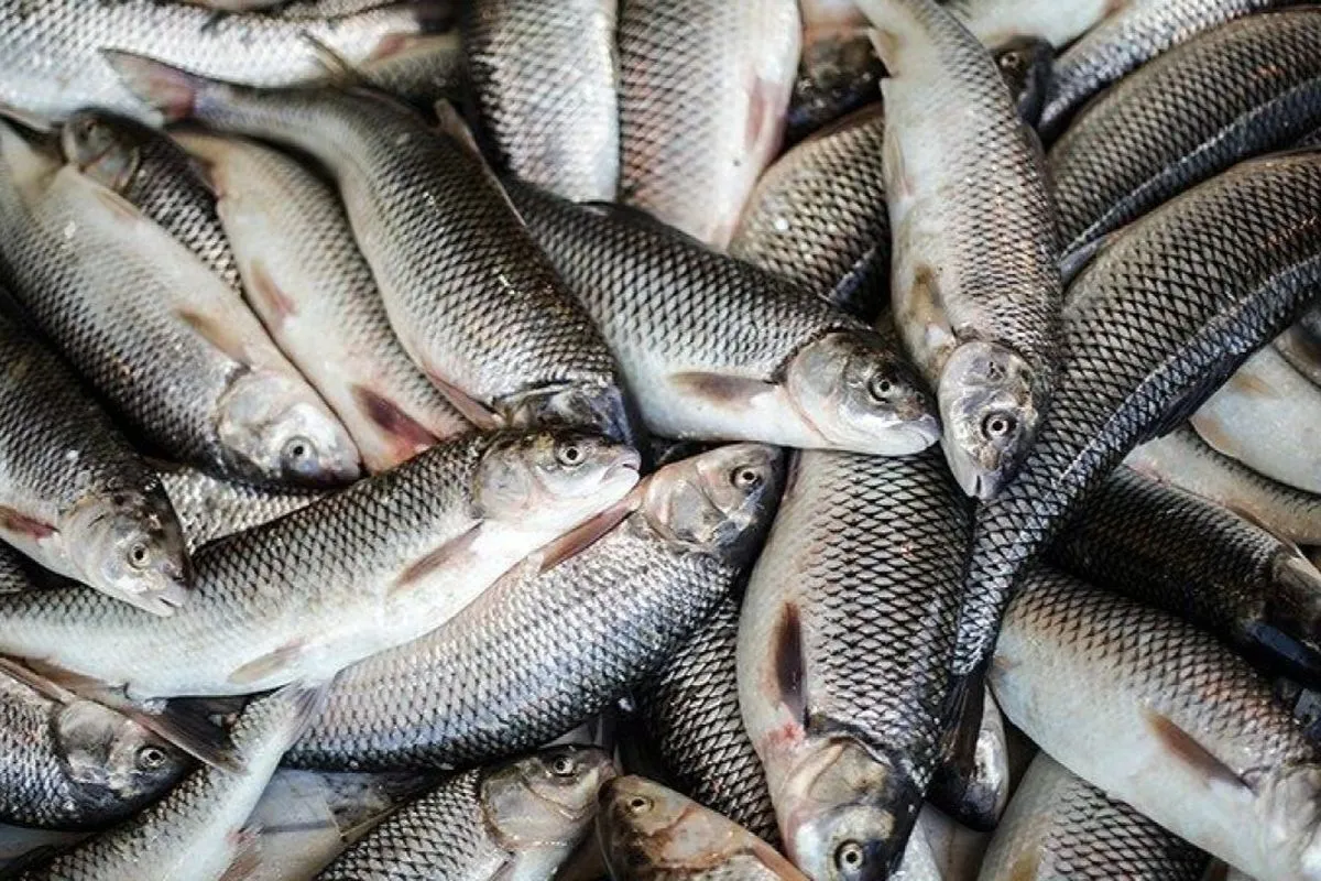 Iran Exports over 186,000 Tons of Aquatics in 11-Month Period