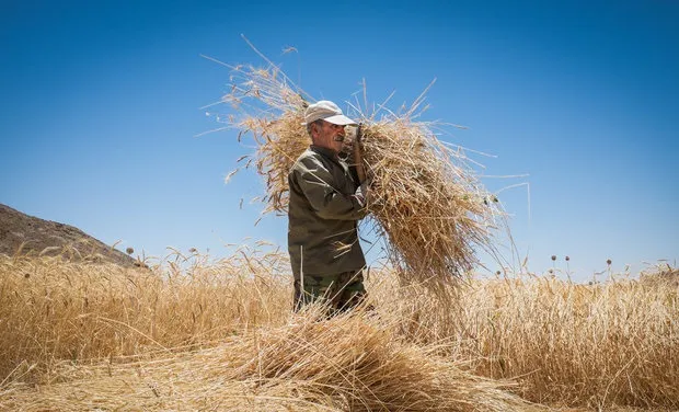 اجباری کردن بیمه کشاورزان طرح خوبی است