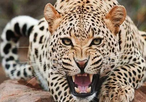 تصاویر گشت‌وگذار پلنگ ایرانی در طبیعت زیبای میانه + فیلم