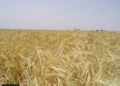 برای اولین بار ذخایر گندم کشور برای ۷۰۰ روز کافی است