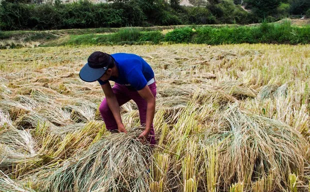 واکنش معاون حجتی به کشت برنج در مناطق غیرشمالی