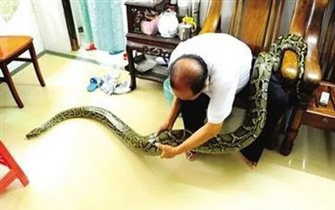 حیوان خانگی عجیب یک خانواده چینی +تصاویر