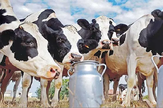 ۷۰درصد مطالبات دامداران پرداخت شد