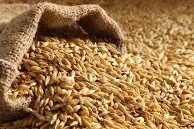 واریز ۳ هزار میلیارد تومان به حساب گندمکاران
