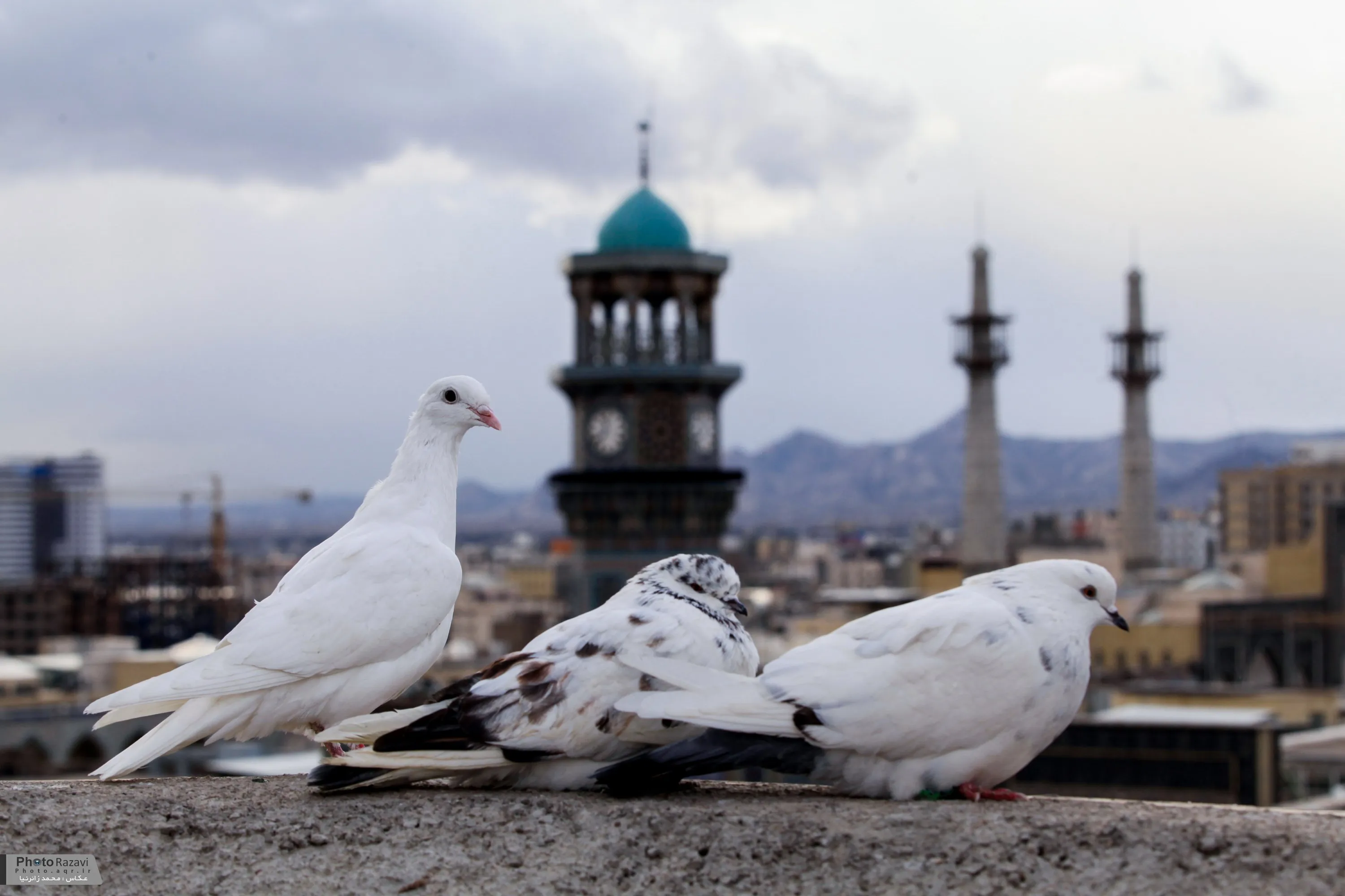 تکذیب کسب درآمد آستان قدس از کبوتران حرم