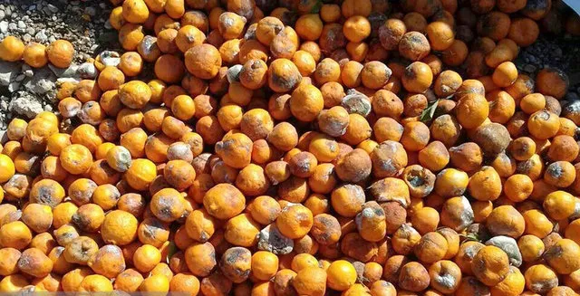 همه چیز درباره نارنگی کرم&zwnj;دار!