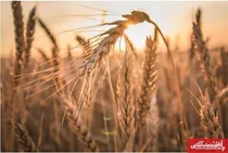 مصوبه-شورای-عالی-هماهنگی-اقتصادی-برای-پرداخت-مطالبات-گندم-کاران