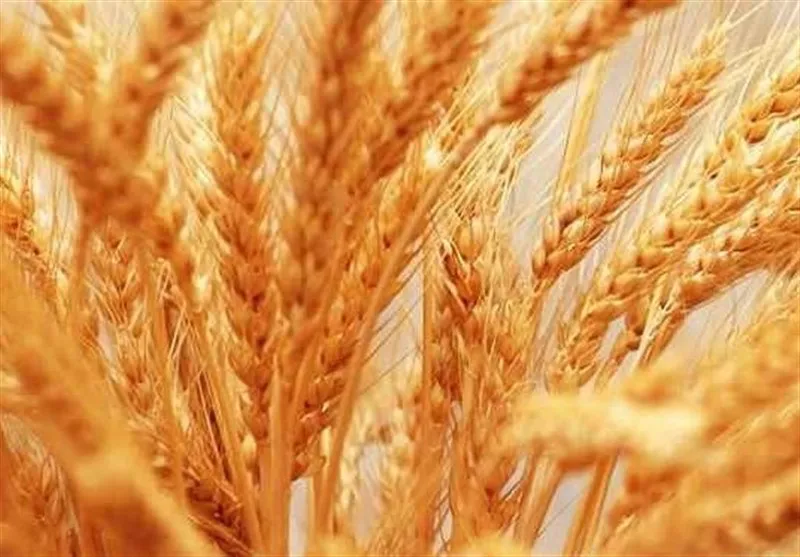 خرید گندم از ۸ میلیون و۸۵۰ هزار تن فراتر رفت